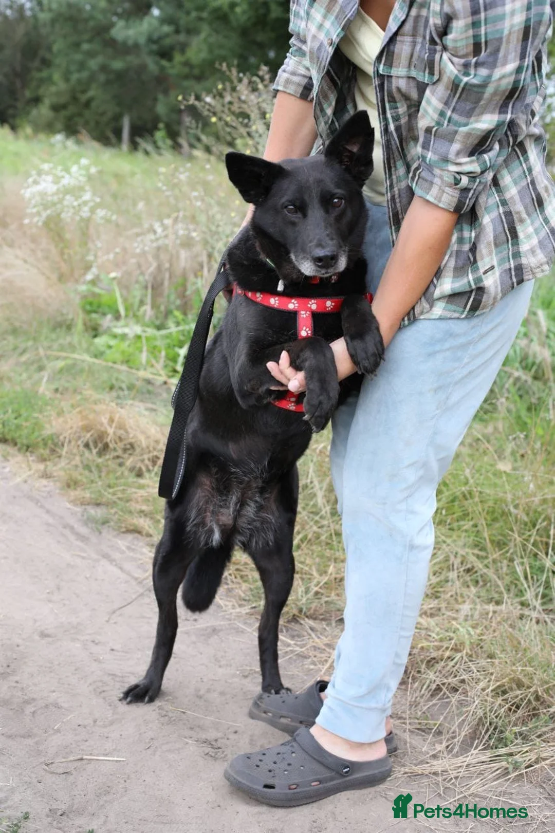 Mixed Breed dogs for adoption: ❤️🐶 MARY – SHE IS PERFECT WITH HER PEOPLE - Advert 2