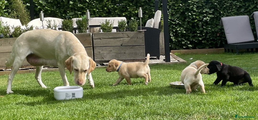 Labrador Retriever dogs for sale: Gorgeous Chunky Labrador Puppies - Image 5