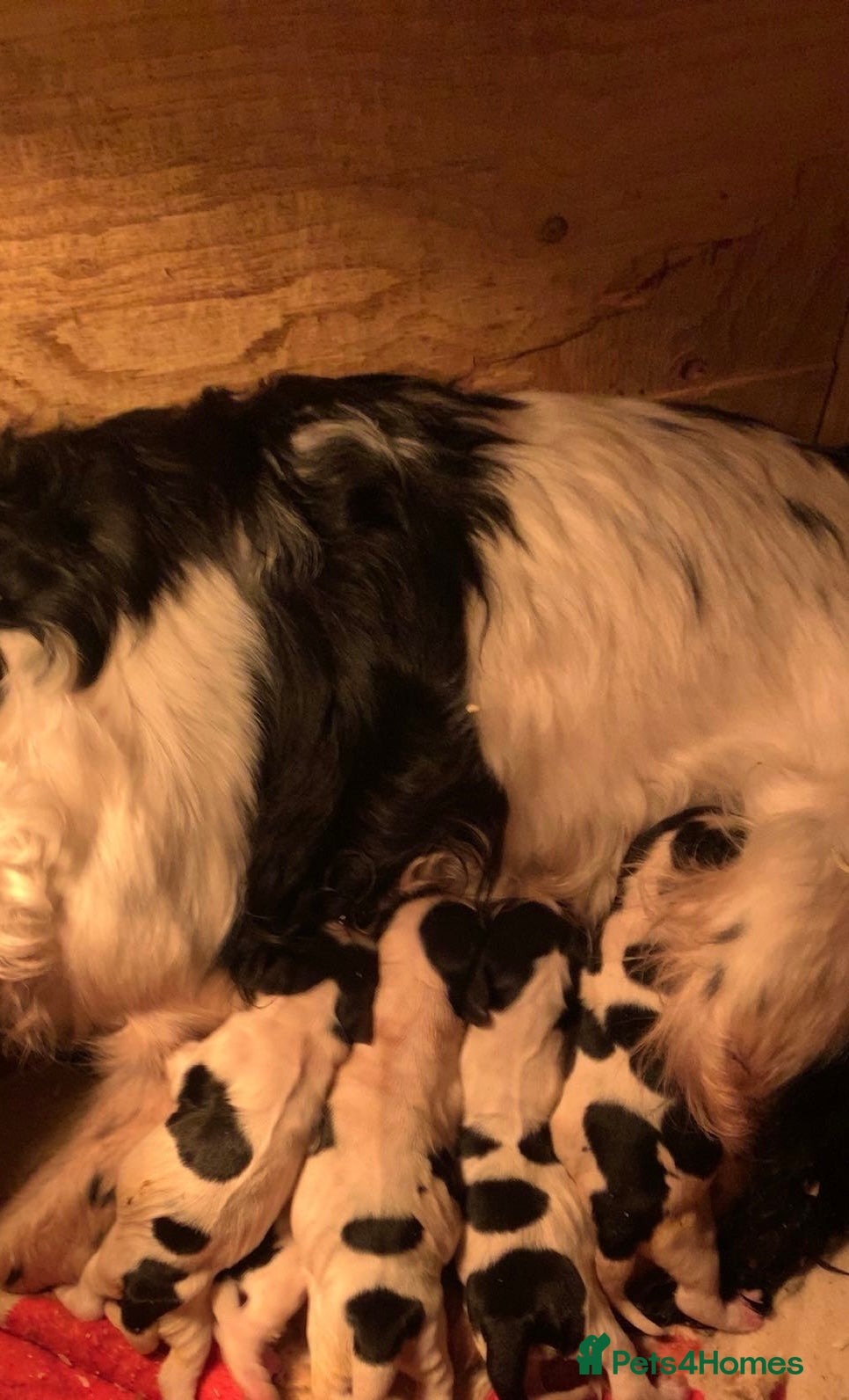 Cocker Spaniel dogs Cocker spaniel puppys - Advert 4