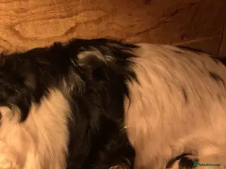 Cocker Spaniel dogs Cocker spaniel puppys - Advert 4