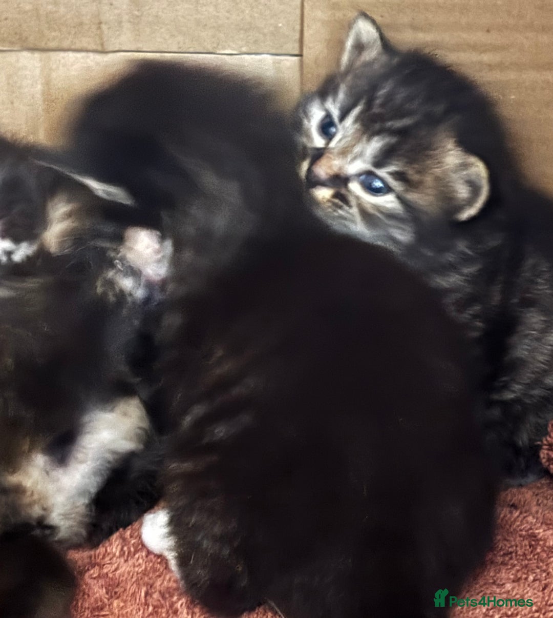 Mixed Breed cats for sale: 3 male fluffy kittens for sale - Image 8