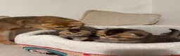 Scottish Fold cats for sale: Scottish fold and British shorthair kittens - Advert 18