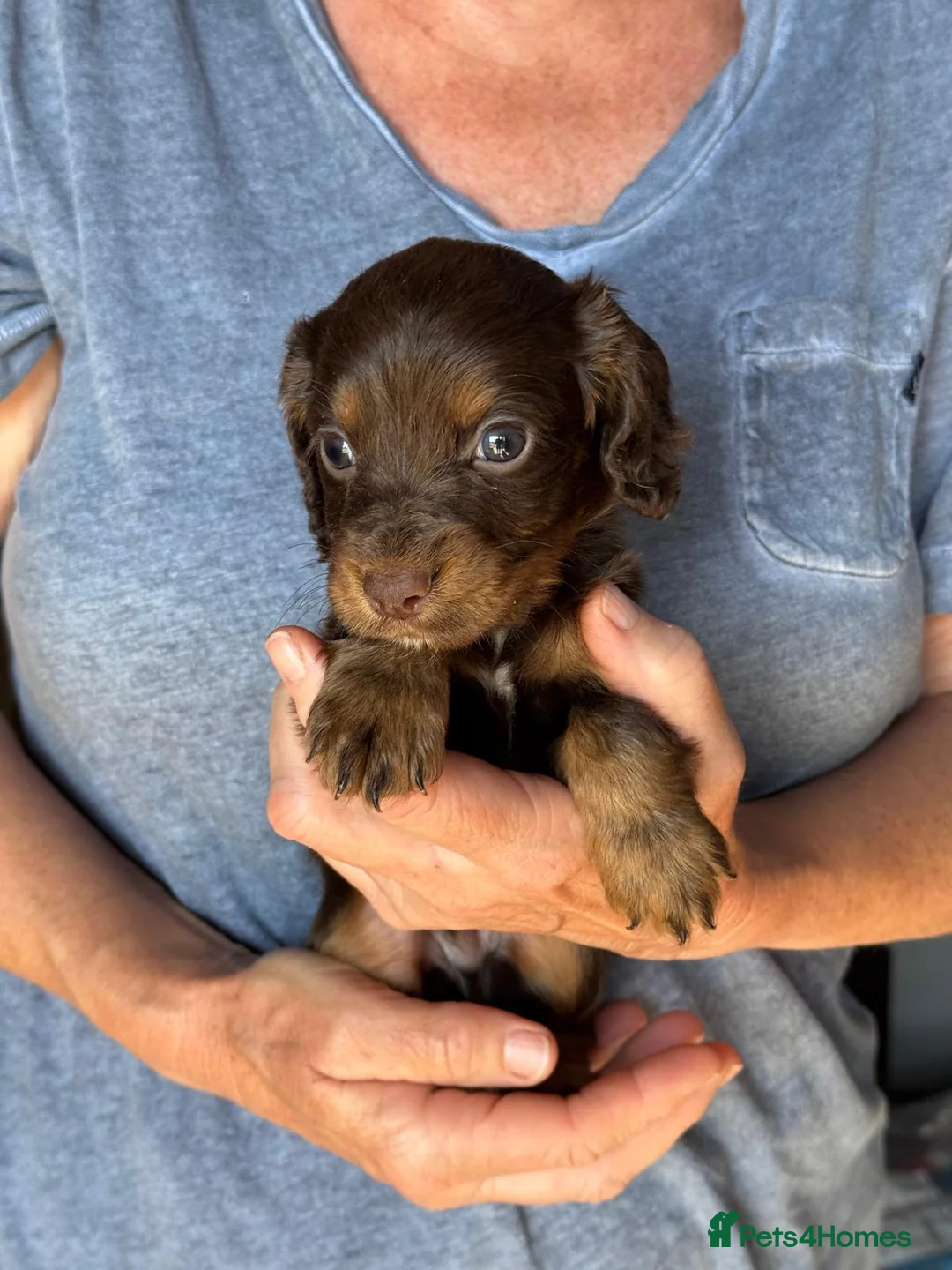 Cocker Spaniel dogs for sale: Cocker spaniel puppies - Advert 2