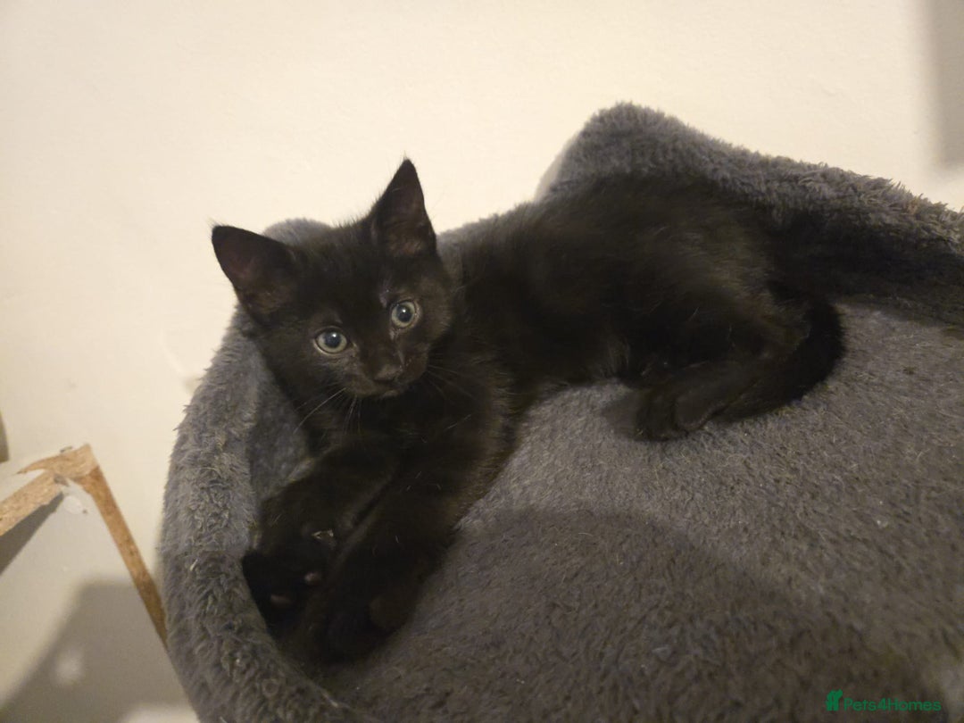 Mixed Breed cats for sale: 4 Kittens for sale  - Image 7