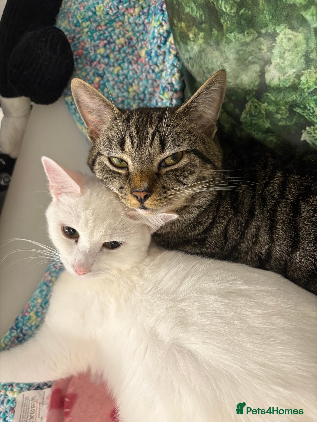 Mixed Breed cats for sale: Snowy and pip🩵💕 - Image 14