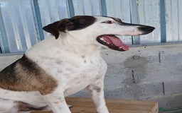 Mixed Breed dogs for adoption: Tuxedo, approx 3 yrs old. Available for adoption. - Image 2