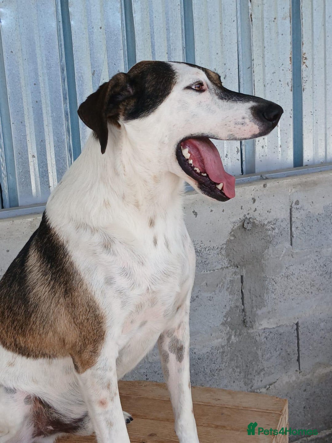 Mixed Breed dogs for adoption: Tuxedo, approx 3 yrs old. Available for adoption. - Image 2