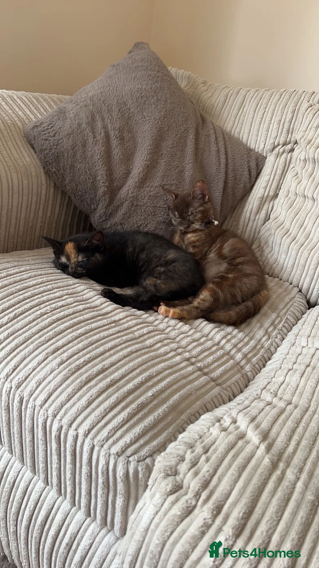 Mixed Breed cats for sale: 2 tortoiseshell cats in Exeter - Advert 3
