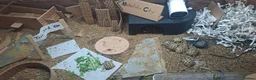 Tortoise reptiles for sale: Spur Thighed baby tortoises in Paignton - Advert 3