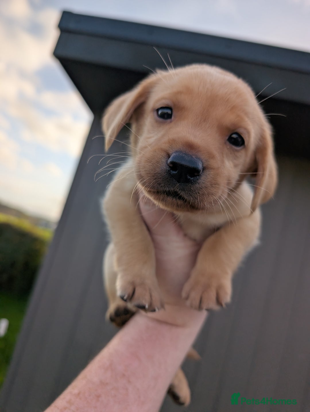 Labrador Retriever dogs for sale: KC Registered black labrador - Advert 7