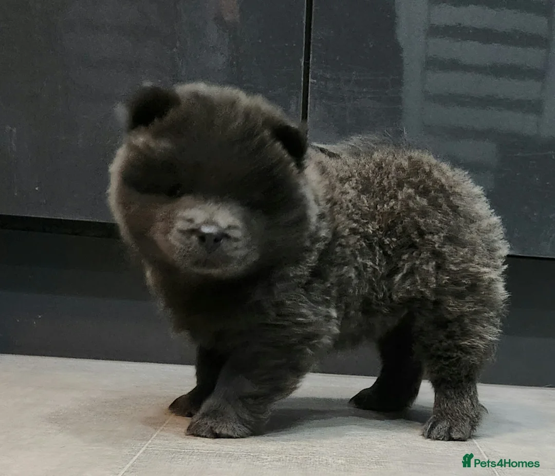 Chow Chow dogs for sale: Chow chow pedigree pups REDUCED!! - Advert 39