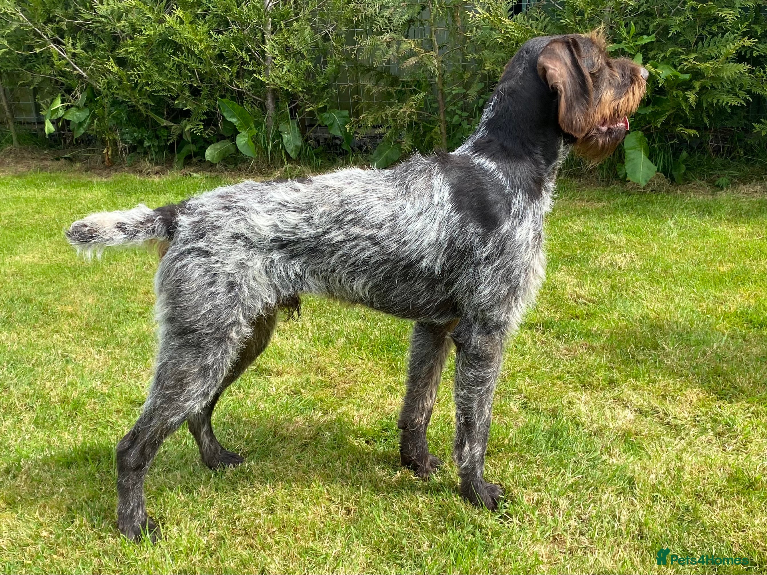German Wirehaired Pointer dogs MILVUSTREE MARITIMUS AT HUNTSTAFF at stud  in Tenbury Wells - Advert 6