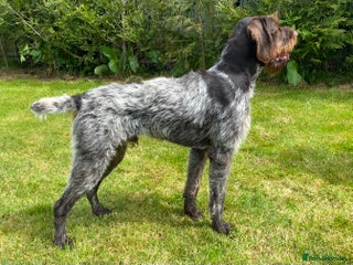 German Wirehaired Pointer dogs in Tenbury Wells - Advert 6