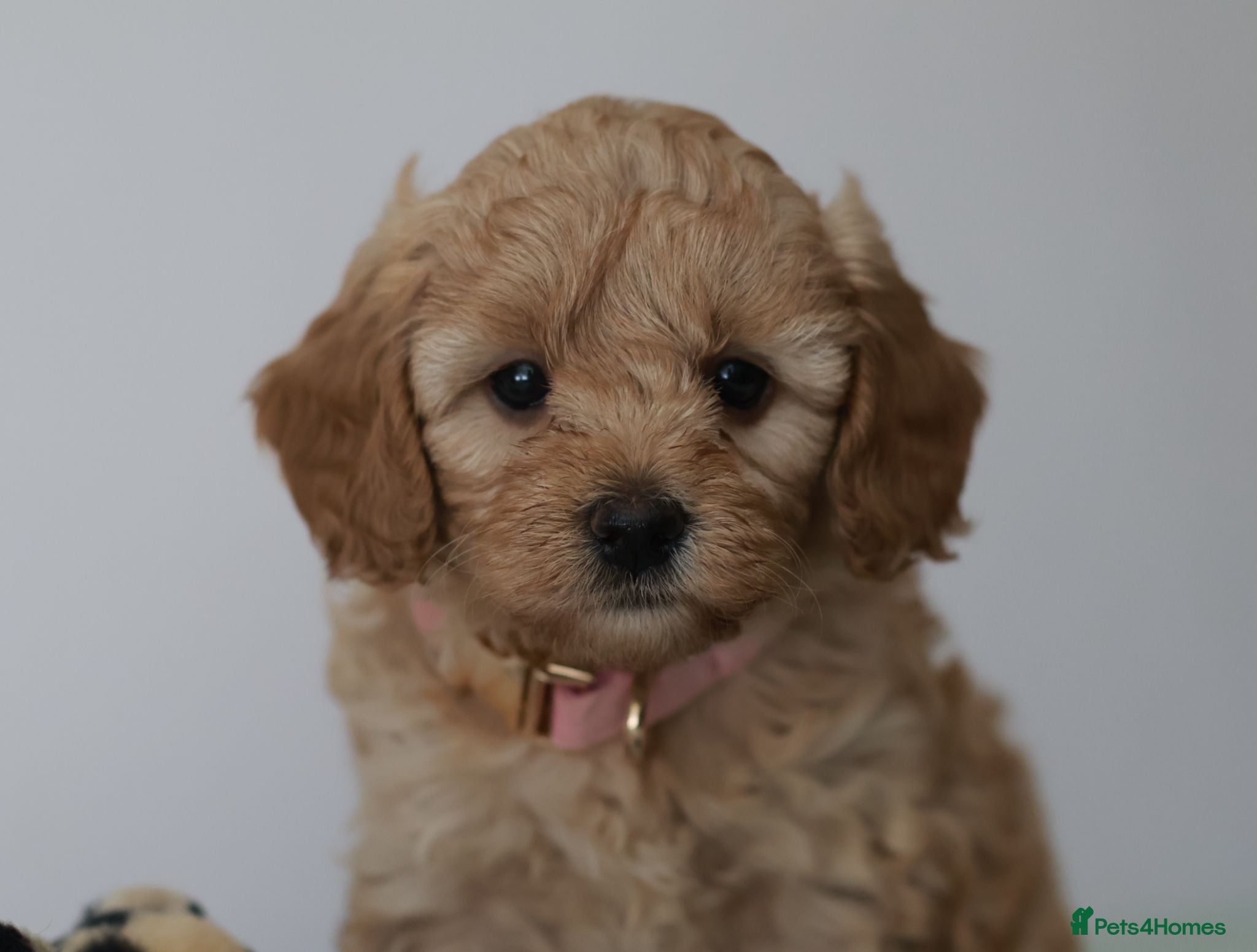 Cavapoo dogs 5*Licensed+DNAtested+Vetchecked+Red+Apricot+Cream - Advert 2