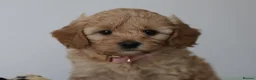 Cavapoo dogs for sale: 5*Licensed+DNAtested+Vetchecked+Red+Apricot+Cream - Advert 4