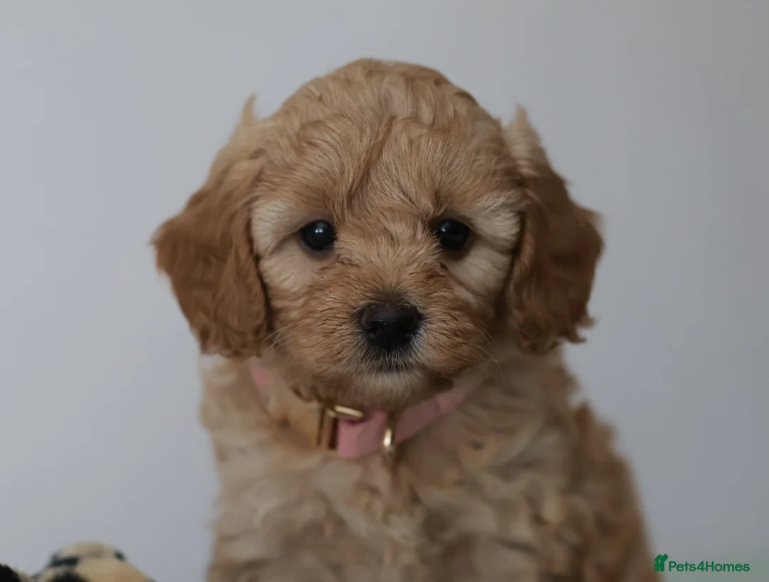 Cavapoo dogs for sale: 5*Licensed+DNAtested+Vetchecked+Red+Apricot+Cream - Advert 2