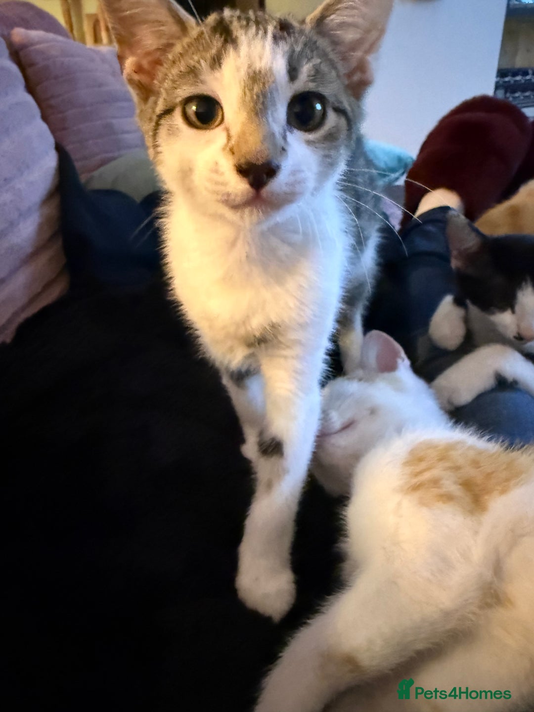 Mixed Breed cats for sale: Little Hand Reared Pops Needs His Forever Home - Advert 12