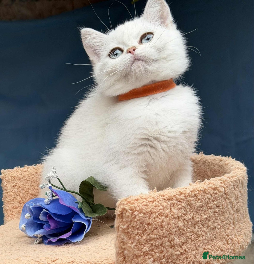 British Shorthair cats for sale: Stunning BSH golden/silver Kittens TICA - Image 8