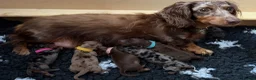 Miniature Dachshund dogs for sale:  🐾 Stunning longhaired mini dachshunds 🐾 - Advert 7