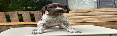 German Shorthaired Pointer 1