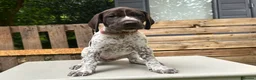 German Shorthaired Pointer dogs for sale: KC Reg GSP Pups (5 LEFT!) - Advert 20