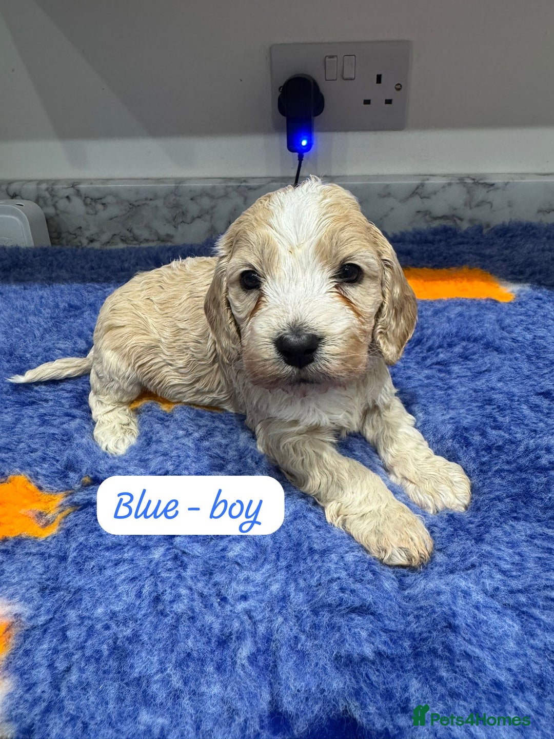 Cockapoo dogs for sale: Cockapoo puppies - Advert 5