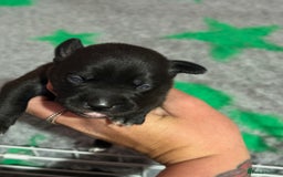 Staffordshire Bull Terrier dogs for sale: Stafford bull terrier pups - Image 6
