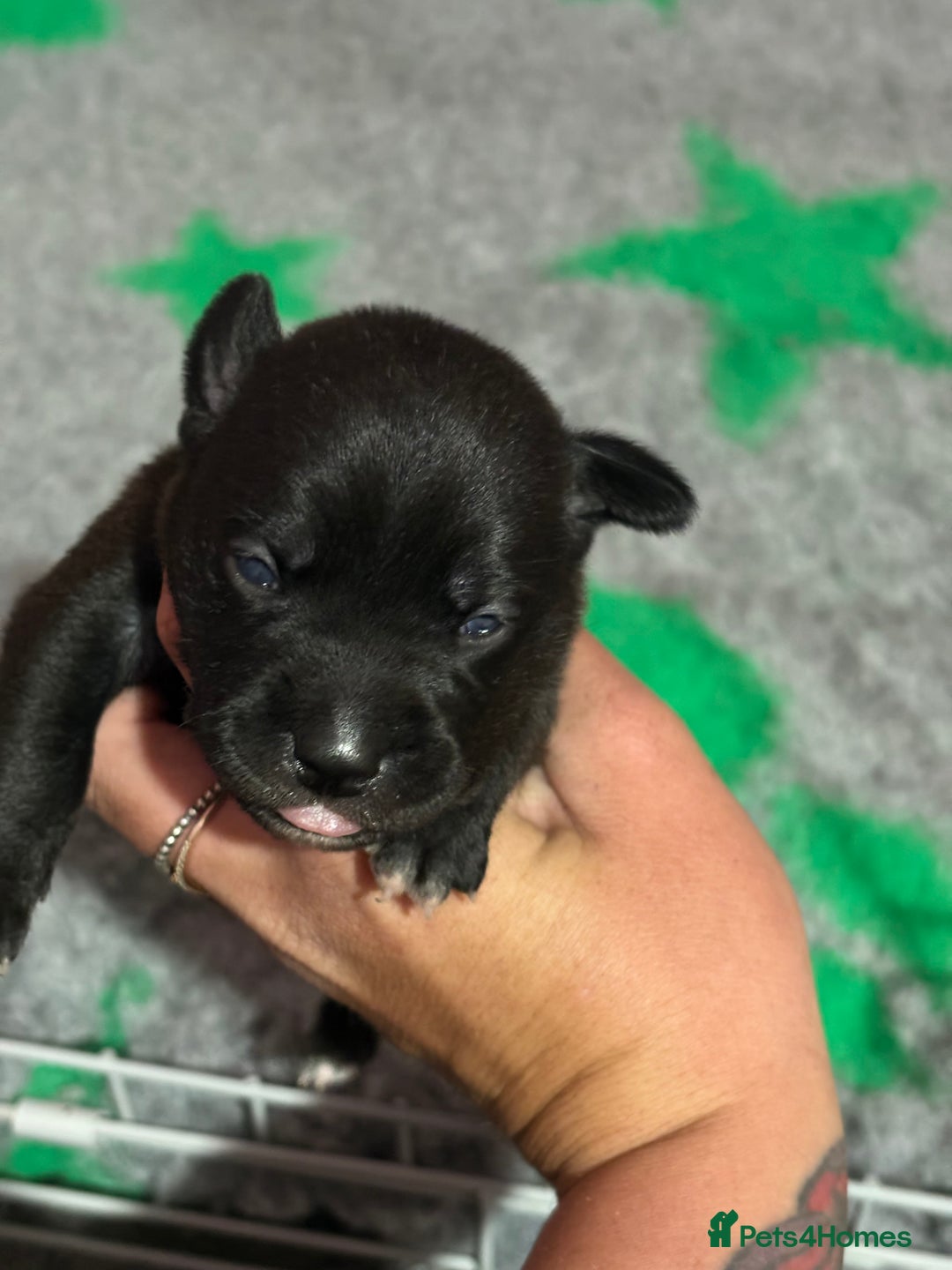 Staffordshire Bull Terrier dogs for sale: Stafford bull terrier pups - Image 6