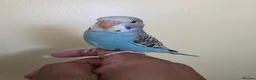 Budgerigars birds for sale: Hand tamed baby budgies for sale  - Advert 15