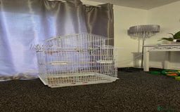 Budgerigars birds for sale: 2 Budgies - Advert 5