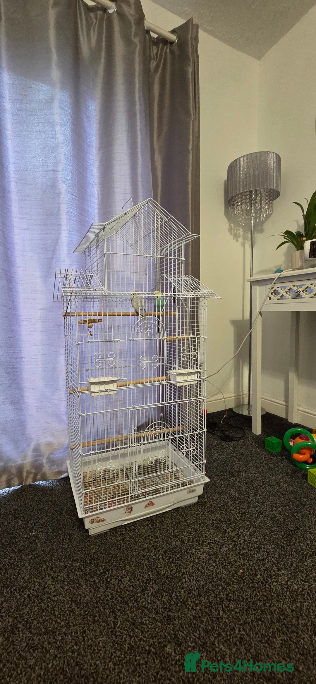 Budgerigars birds for sale: 2 Budgies - Advert 5