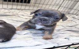 French Bulldog dogs for sale: Beautiful Boy Frenchie Puppy - Image 1
