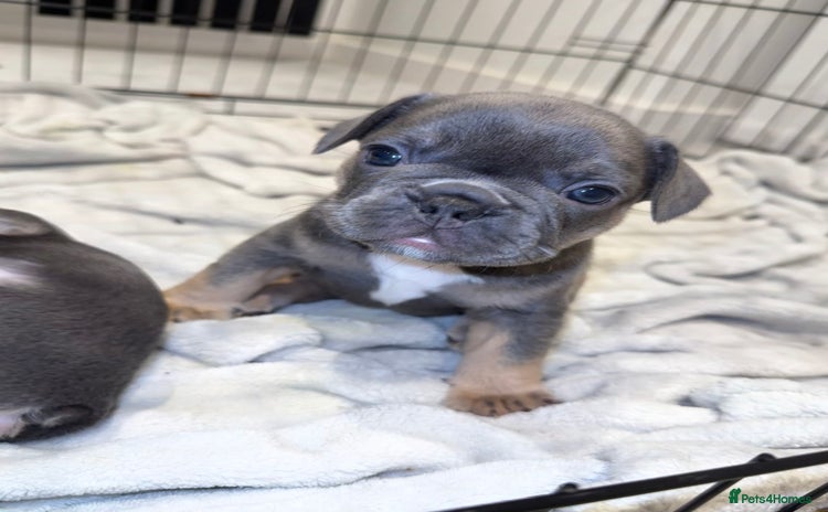 French Bulldog dogs - Advert 6