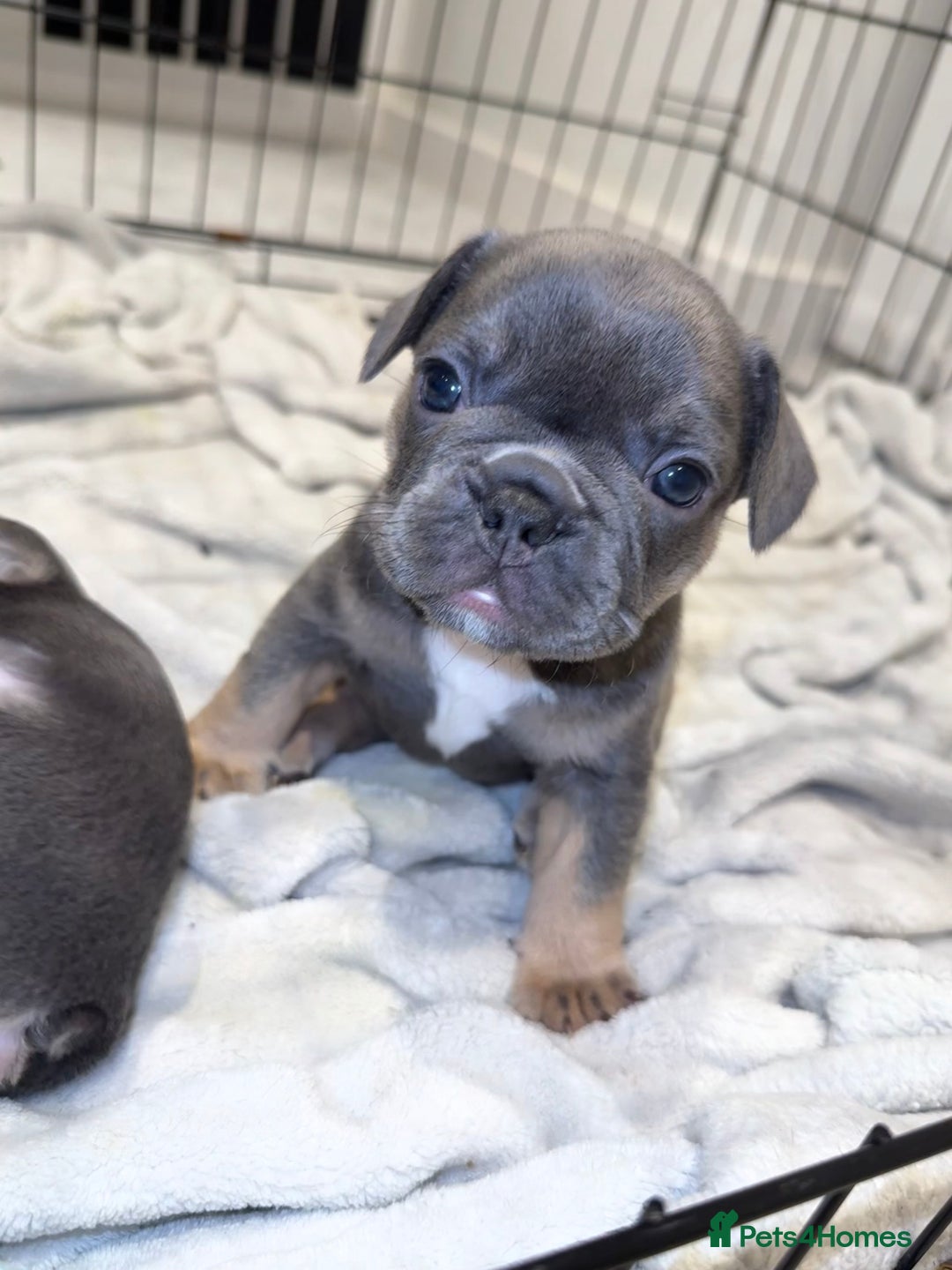 French Bulldog dogs for sale: Beautiful Boy Frenchie Puppy - Image 1