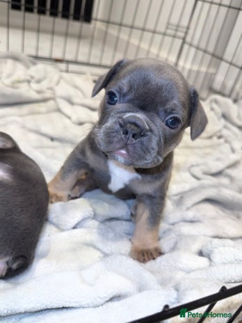 French Bulldog dogs - Advert 16