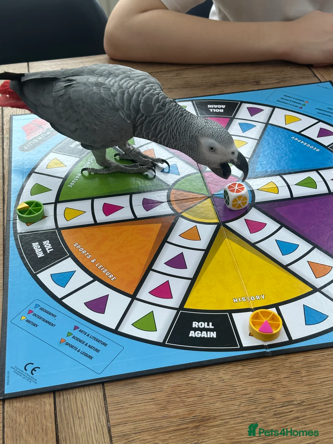 Parrots birds for sale: African Grey Parrot - Advert 3