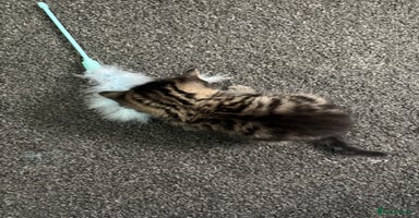 Mixed Breed cats - Advert 7