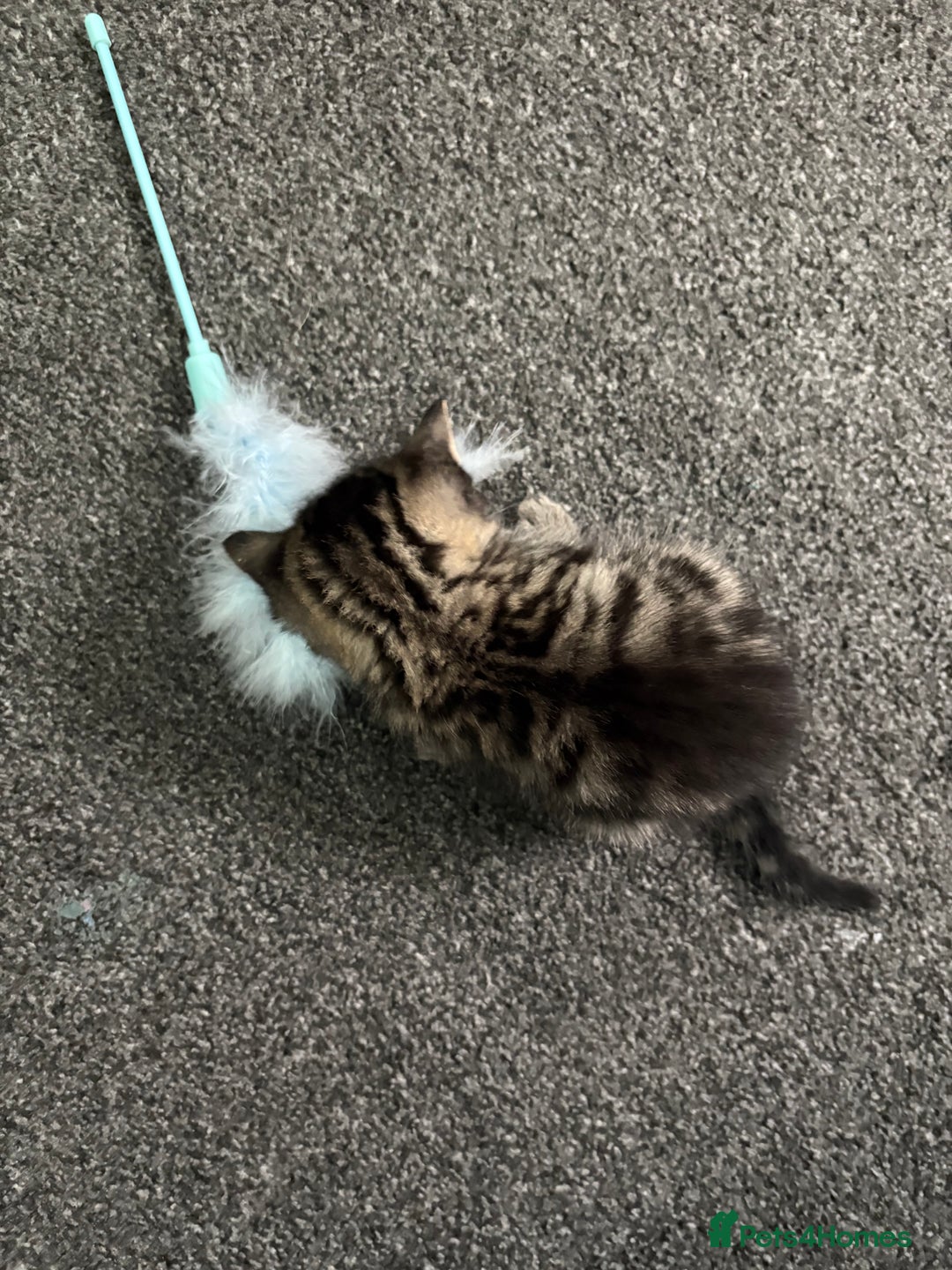 Mixed Breed cats for sale: 3 Beautiful Kittens  - Image 3