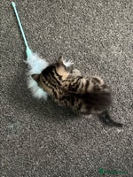 Mixed Breed cats - Advert 5