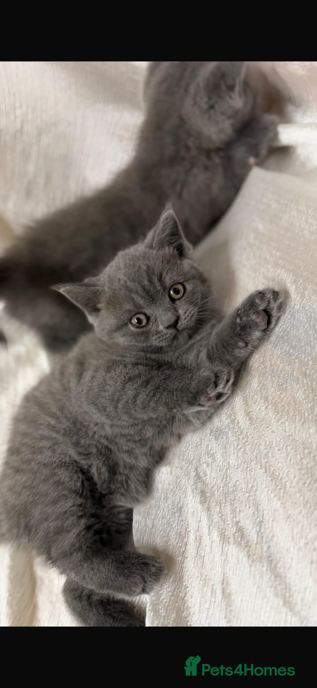 British Shorthair cats for sale: 2 British shorthair kittens  - Advert 1
