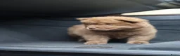 Chow Chow dogs for sale: 2 beautiful chow chow puppies - Advert 4