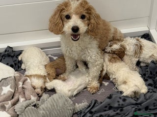 Cavapoochon dogs Cavapoochon puppies ready to leave 23 December - Advert 1