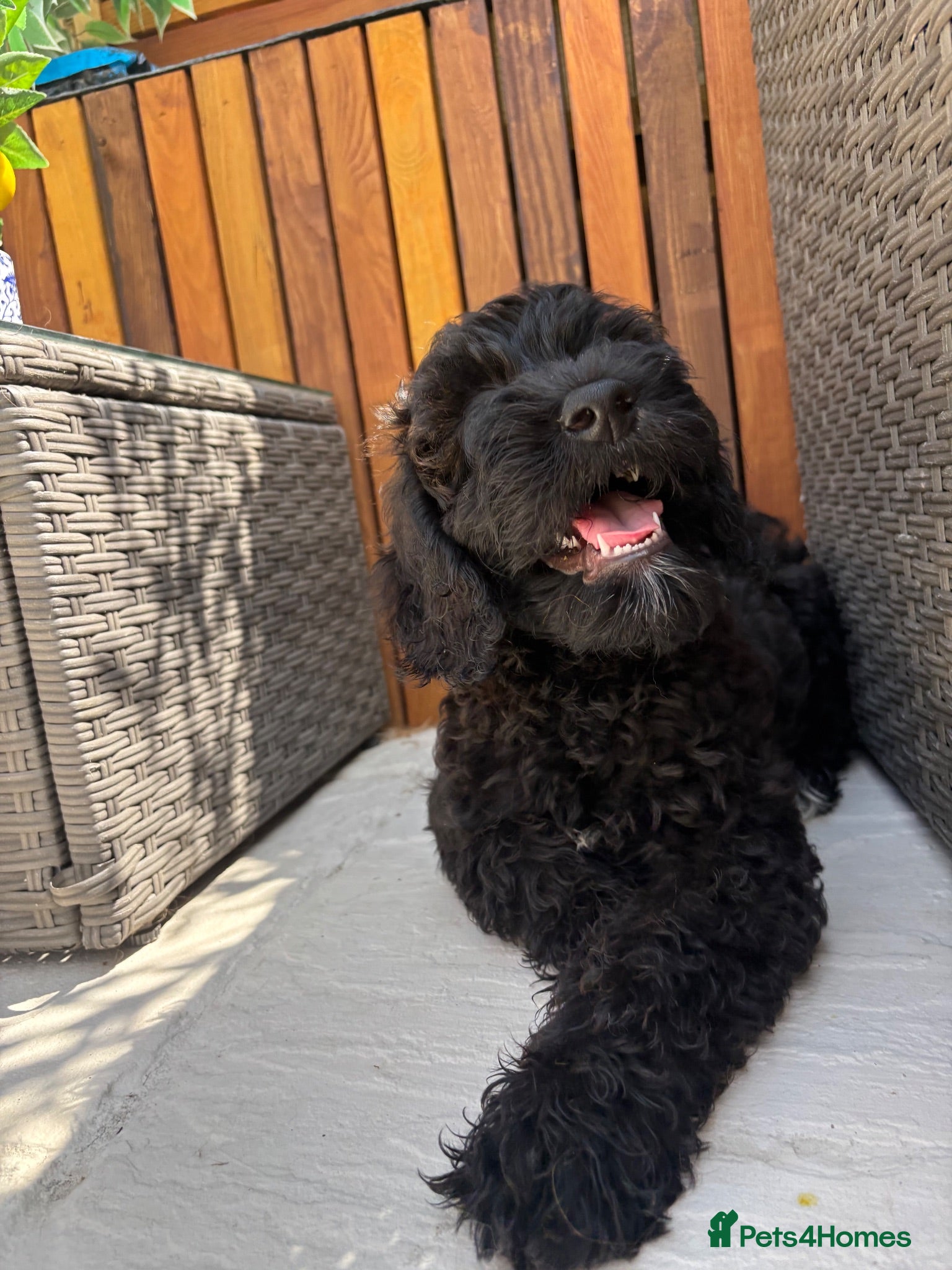 Goldendoodle dogs 🐾 1 gorgeous godlendoodle Puppy reduced price  🤍 - Advert 2
