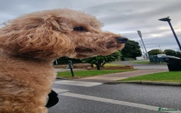 Toy Poodle dogs for stud: For Stud £175 in Leeds - Image 2