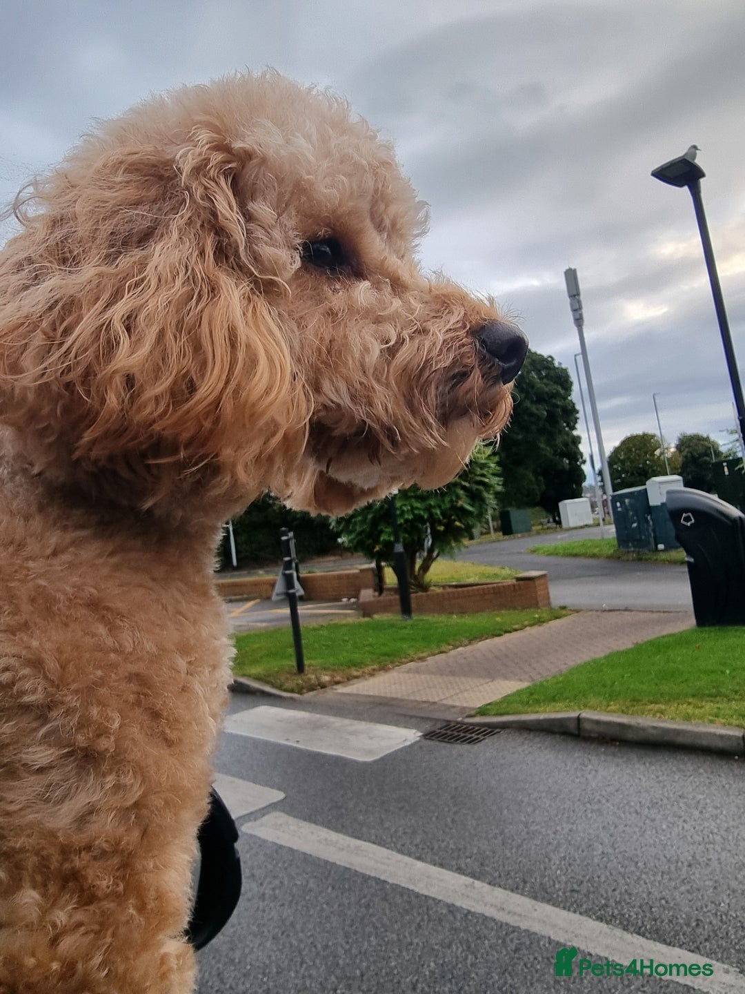 Toy Poodle dogs for stud: For Stud £175 in Leeds - Image 2