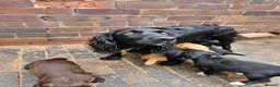 Cocker Spaniel dogs for sale: Extremely well bred cocker spaniel puppies - Advert 22