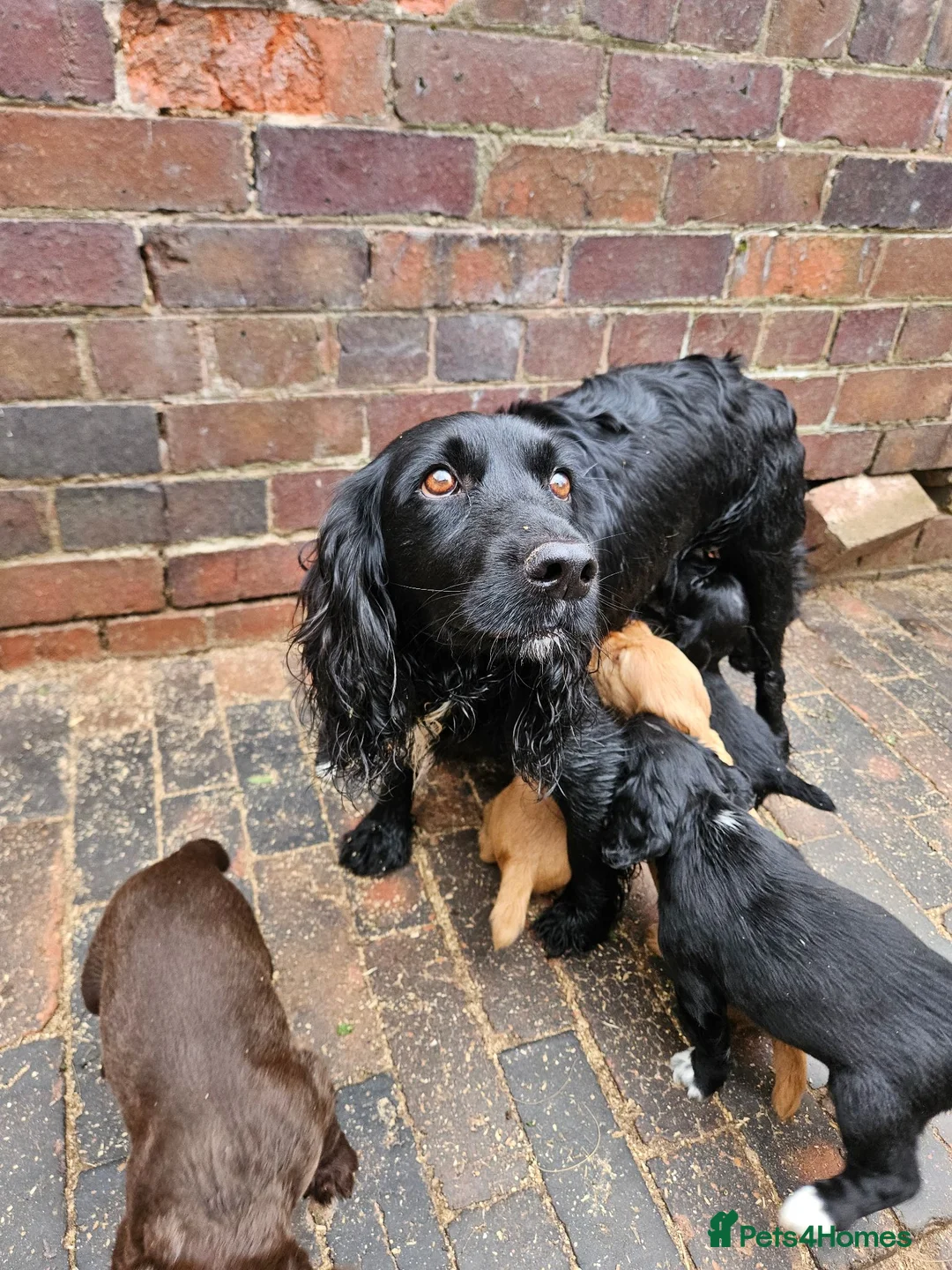 Cocker Spaniel dogs for sale: Extremely well bred cocker spaniel puppies - Advert 22