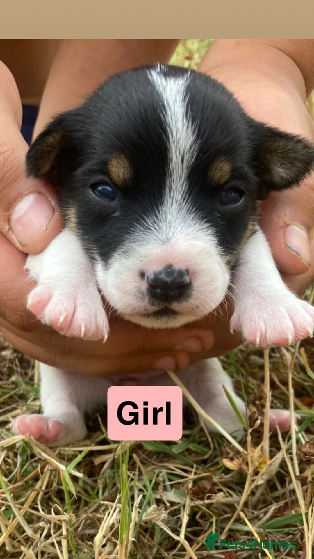 Jack Russell dogs for sale: Jack Russell X Border Terrier Jack Russell in Shrewsbury - Advert 8