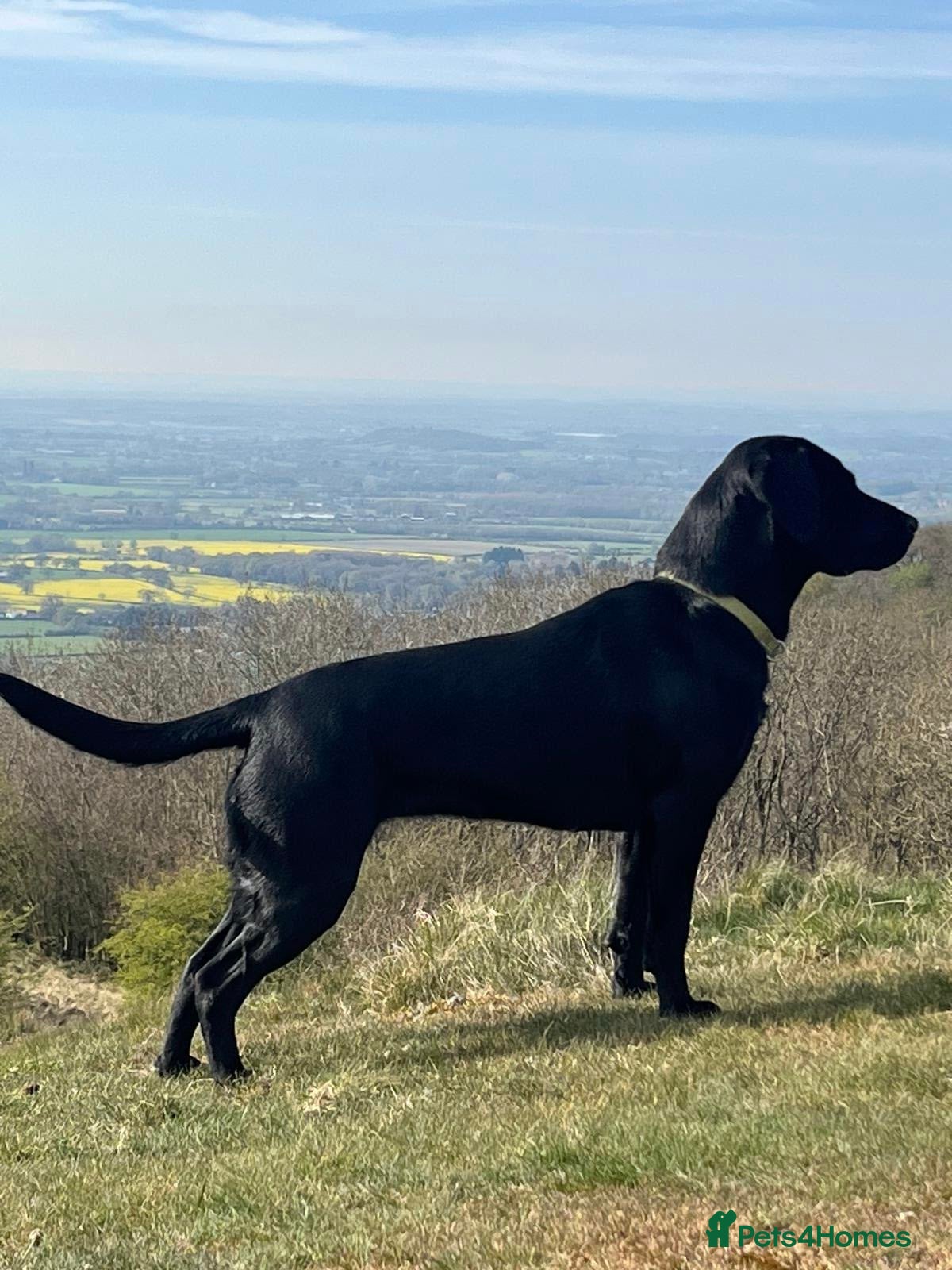 Labrador Retriever dogs Working and Family  - Advert 1