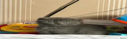 Scottish Fold cats for sale: ScottishFold and BSH kittens  - Advert 6